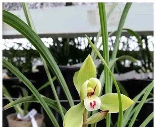 兰的寓意是什么？兰花的象征意义和文化价值？