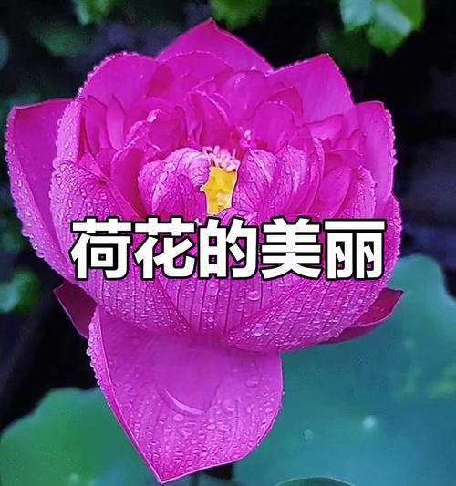 荷花多开花的秘诀是什么？