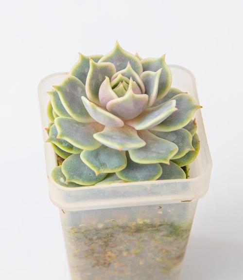 高盆适合种植哪些植物？