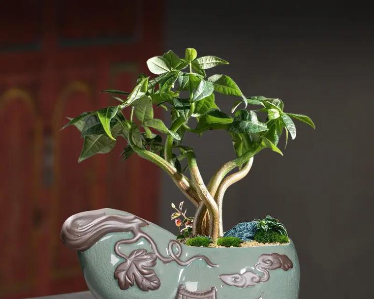 高盆适合种植哪些植物？