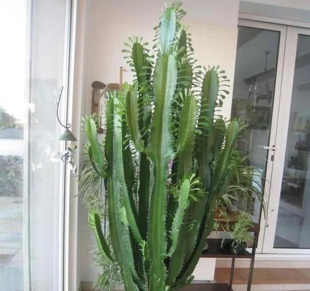 高盆适合种植哪些植物？