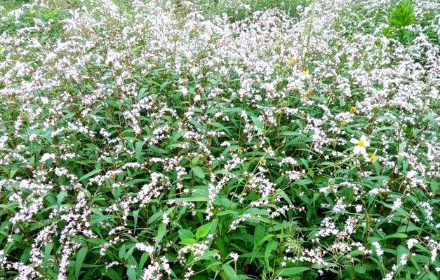 草本植物有哪些种类？草本植物的种植和养护要点是什么？