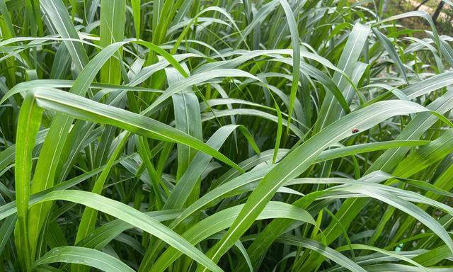 草本植物有哪些种类？草本植物的种植和养护要点是什么？
