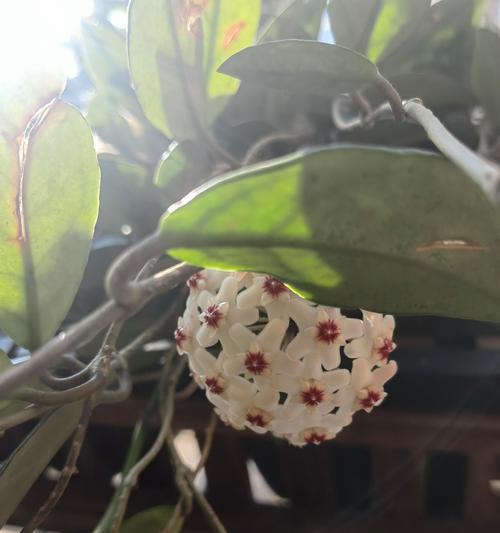 球兰花总不开花怎么办？如何促进开花？