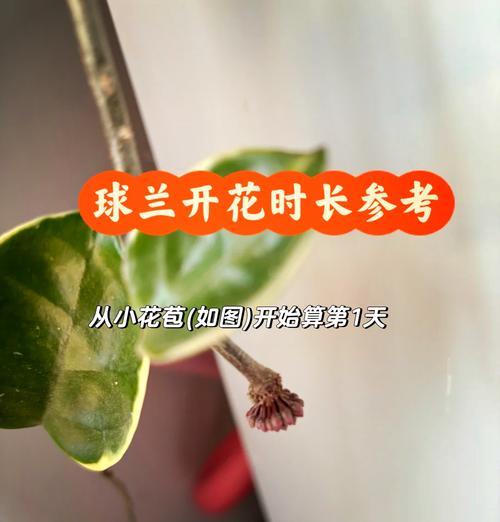 球兰花总不开花怎么办？如何促进开花？