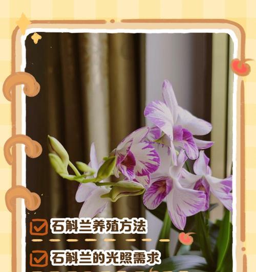 石斛养殖方法有哪些？