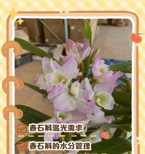 石斛养殖方法有哪些？