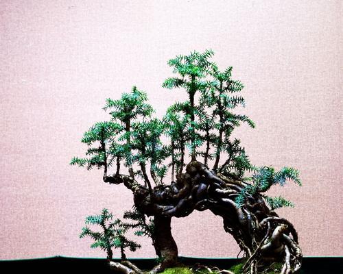 南洋杉盆景怎么做？制作过程中的关键步骤是什么？