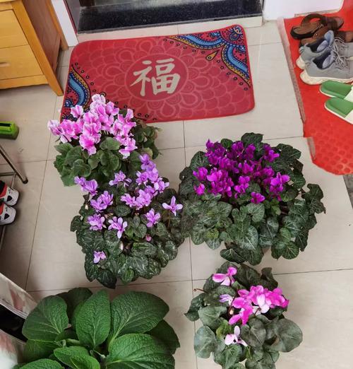 仙客来种植需要哪种土壤？
