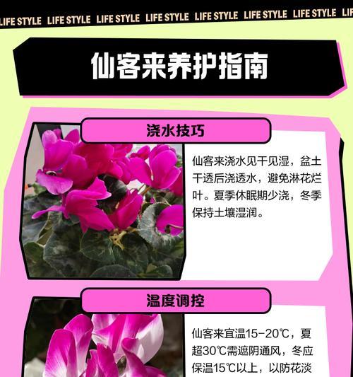 仙客来种植需要哪种土壤？