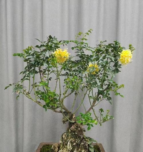 月季盆景制作方法是什么？需要哪些材料？