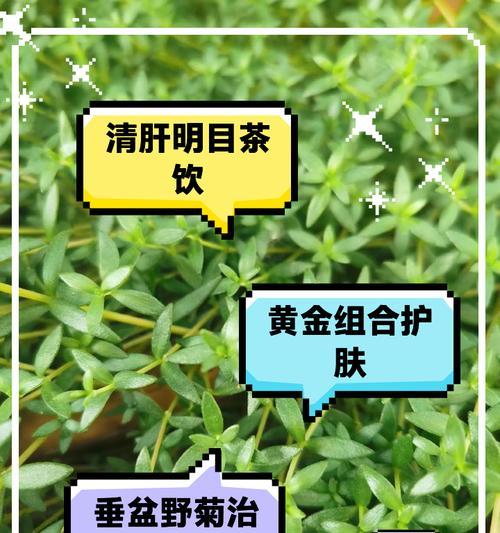 垂盆草养殖的要点是什么？如何让垂盆草生长得更茂盛？