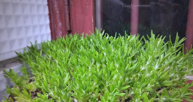 垂盆草养殖的要点是什么？如何让垂盆草生长得更茂盛？