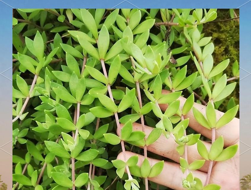 垂盆草养殖的要点是什么？如何让垂盆草生长得更茂盛？