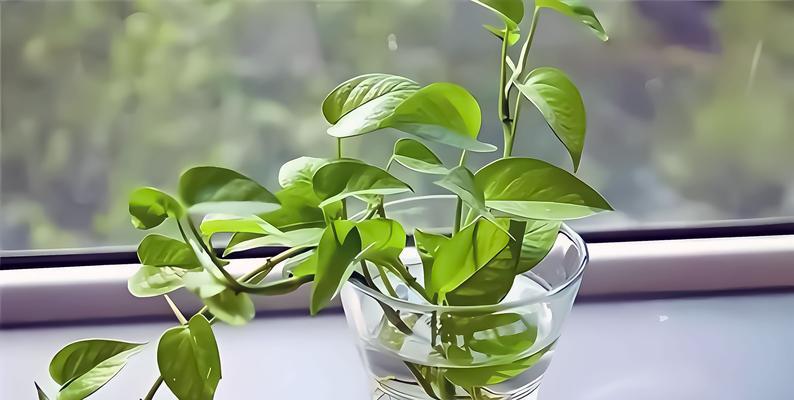 绿萝叶尖发黄的原因及解决方法是什么？