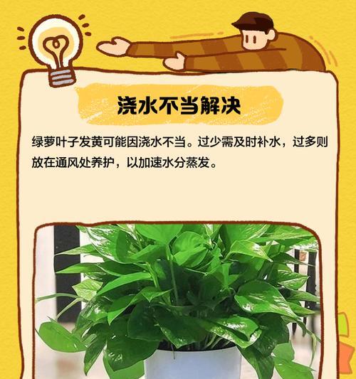 绿萝叶尖发黄的原因及解决方法是什么？