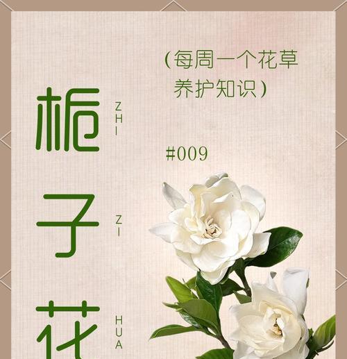 冬季盆栽栀子花的养护要点是什么？