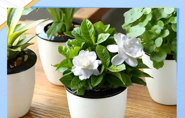 冬季盆栽栀子花的养护要点是什么？