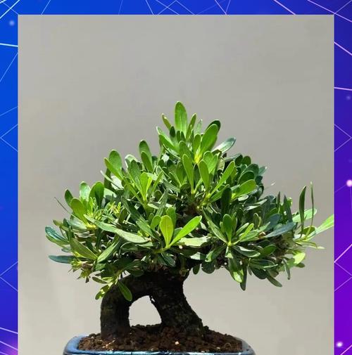 冬季盆栽栀子花的养护要点是什么？