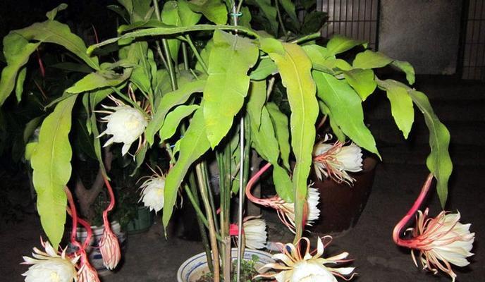 昙花换盆的最佳时机是什么时候？如何正确换盆？