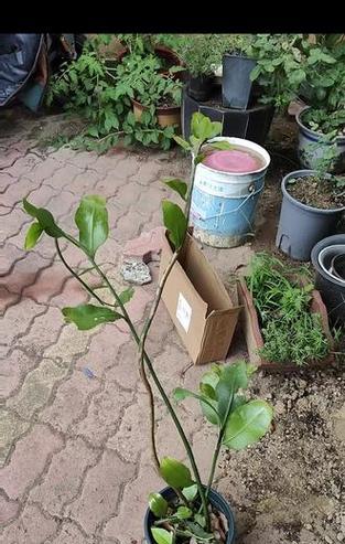 昙花换盆的最佳时机是什么时候？如何正确换盆？