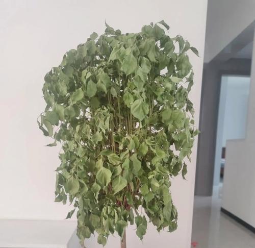 幸福树换盆的最佳季节是什么时候？