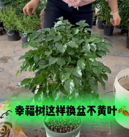 幸福树换盆的最佳季节是什么时候？
