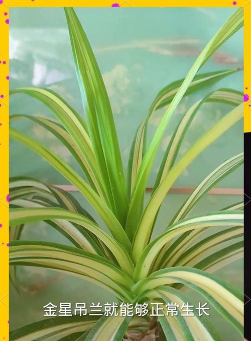 植物茂盛的秘诀是什么？