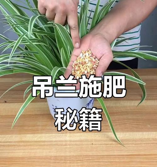 植物茂盛的秘诀是什么？