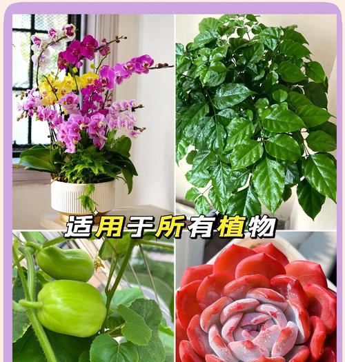 植物茂盛的秘诀是什么？