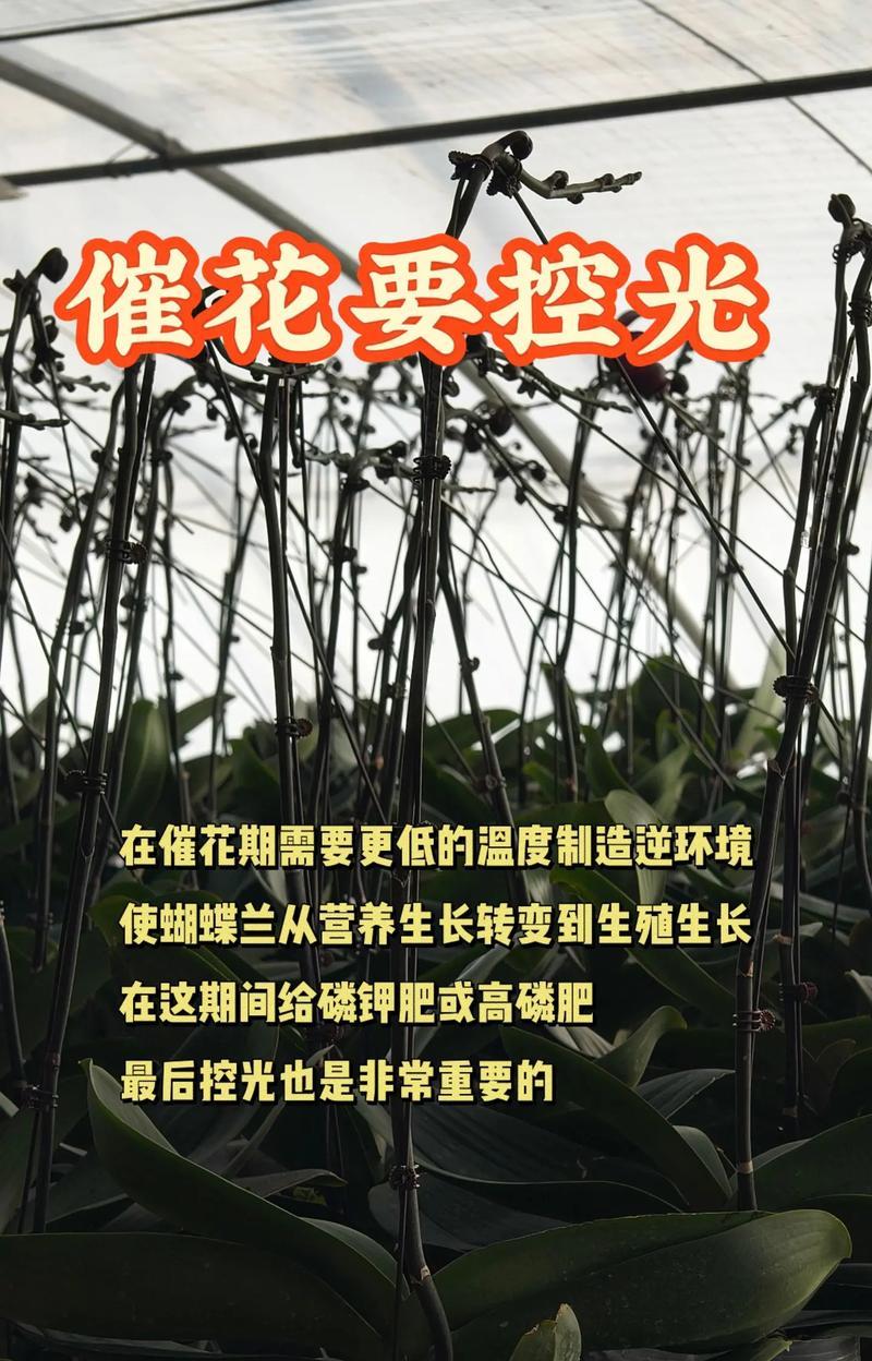 如何催开蝴蝶兰的花朵？