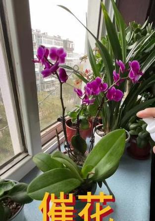 如何催开蝴蝶兰的花朵？
