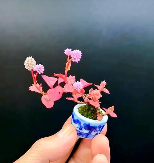 微型植物有哪些？微型植物的养护和装饰技巧是什么？