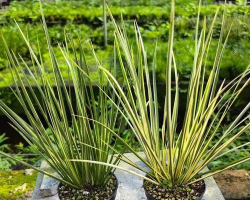 微型植物有哪些？微型植物的养护和装饰技巧是什么？