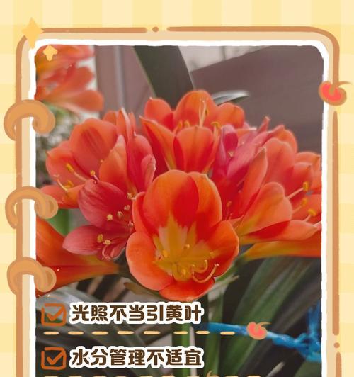 君子兰叶片变软的原因及解决方法是什么？