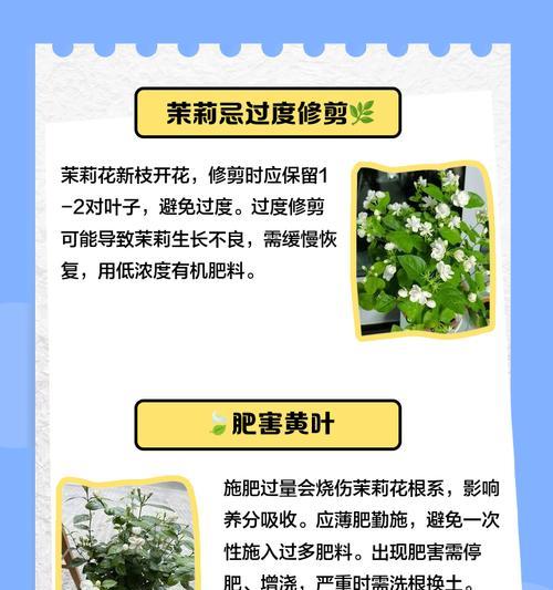 茉莉花黄叶的处理方法是什么？