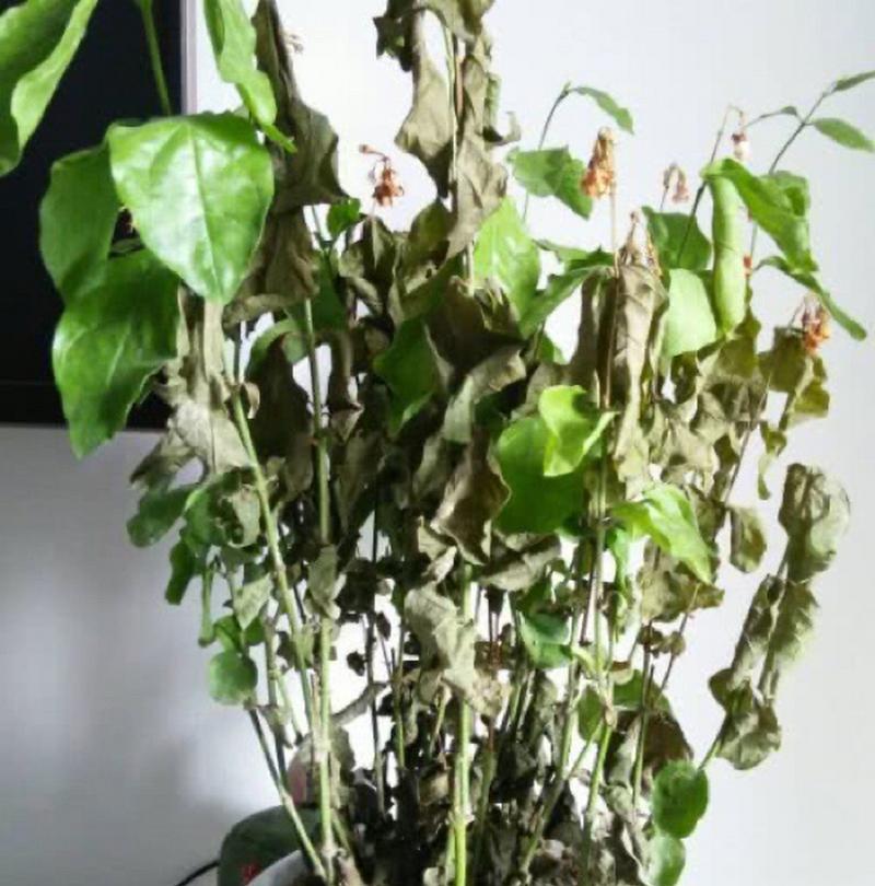 茉莉花黄叶的处理方法是什么？