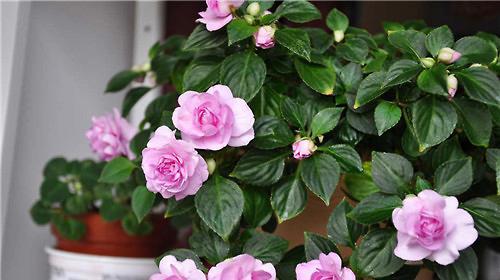 非洲凤仙花品种有哪些？非洲凤仙花的养护和繁殖方法是什么？