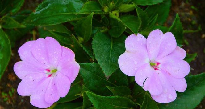 非洲凤仙花品种有哪些？非洲凤仙花的养护和繁殖方法是什么？