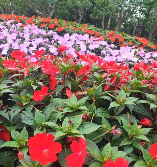 非洲凤仙花品种有哪些？非洲凤仙花的养护和繁殖方法是什么？