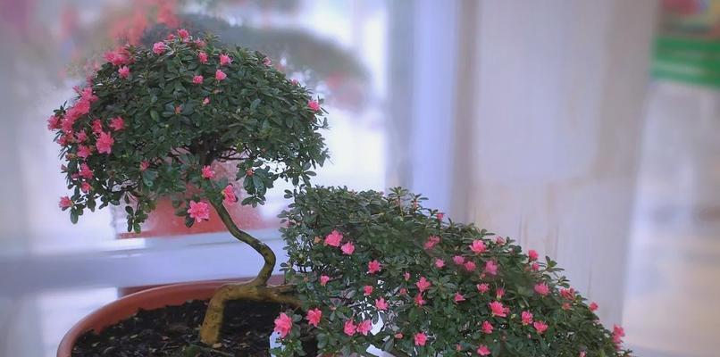 北方地区如何正确养护杜鹃花？