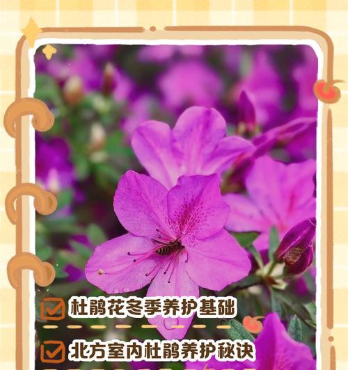 北方地区如何正确养护杜鹃花？