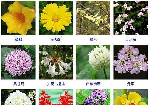 春天可以种什么花？春季花卉种植的推荐有哪些？
