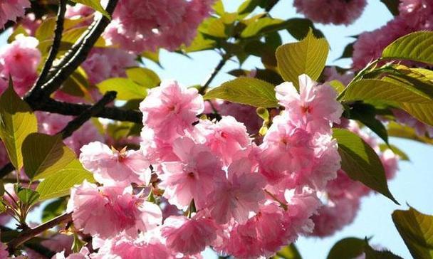 春天可以种什么花？春季花卉种植的推荐有哪些？