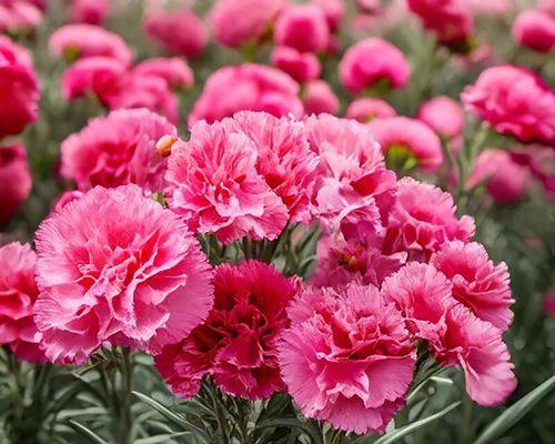 春天可以种什么花？春季花卉种植的推荐有哪些？