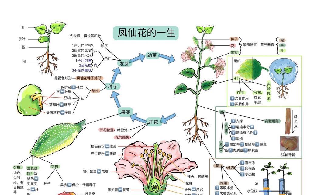 怎么怎么种凤仙花？凤仙花的种植方法和常见问题解答？