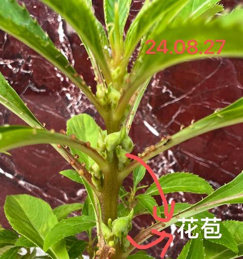 怎么怎么种凤仙花？凤仙花的种植方法和常见问题解答？