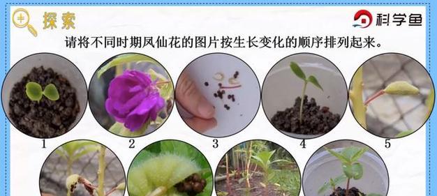怎么怎么种凤仙花？凤仙花的种植方法和常见问题解答？
