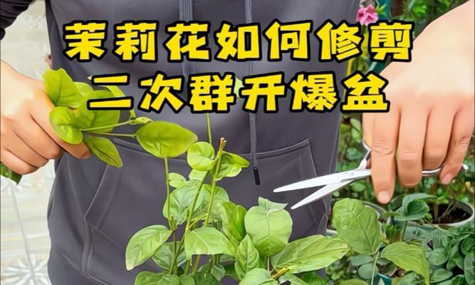 茉莉花施肥技巧：茉莉花需要什么肥料？