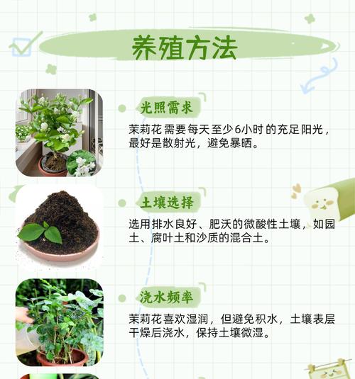 茉莉花施肥技巧：茉莉花需要什么肥料？